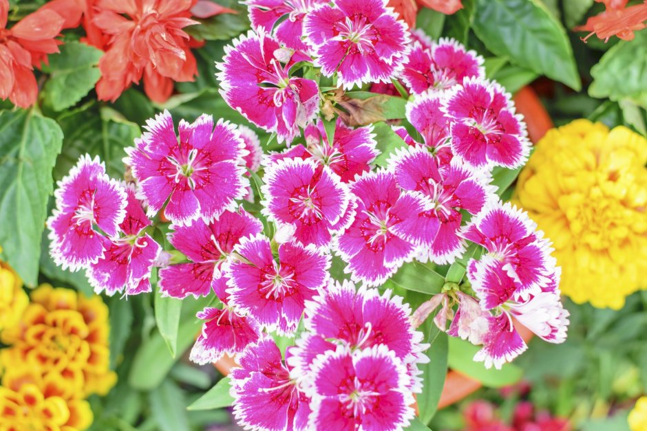 Dianthus chinensis гвоздика китайская