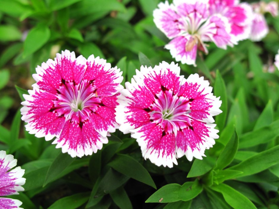 Dianthus chinensis гвоздика китайская