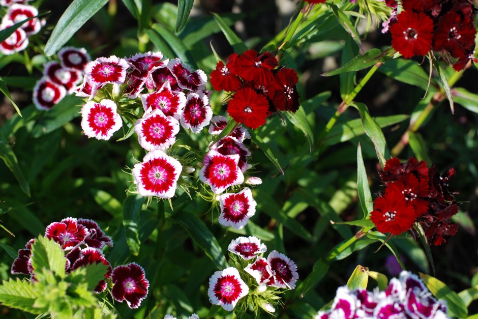 Гвоздика Dianthus Doris