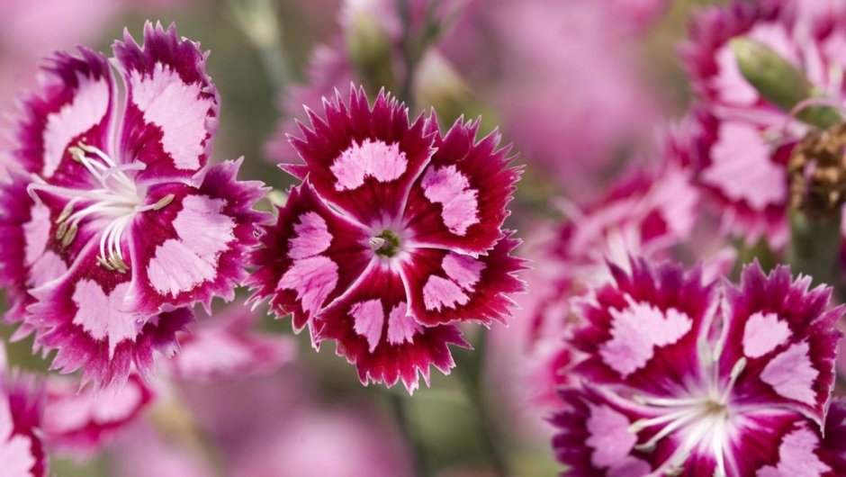 Гвоздика (Dianthus chinensis) Coronet