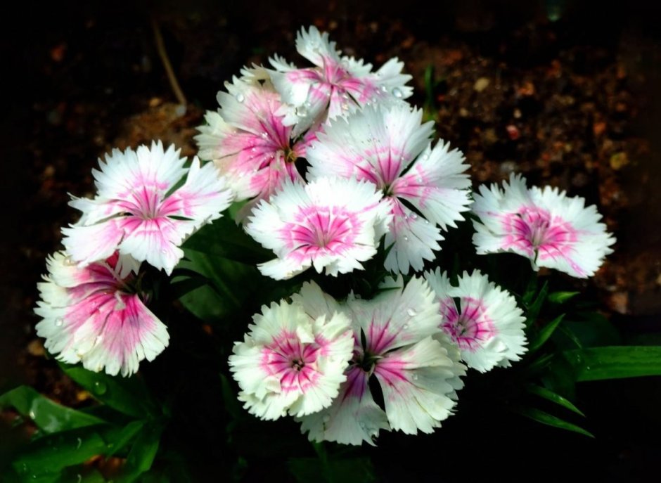 Dianthus chinensis гвоздика китайская