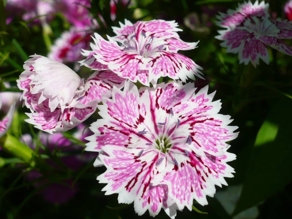 Dianthus chinensis гвоздика китайская