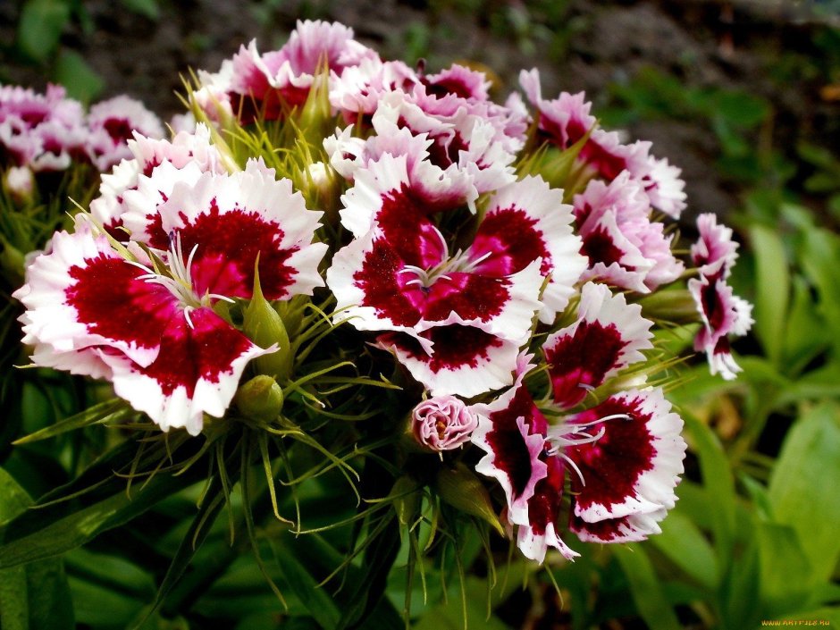 Dianthus Arabella Purple гвоздика