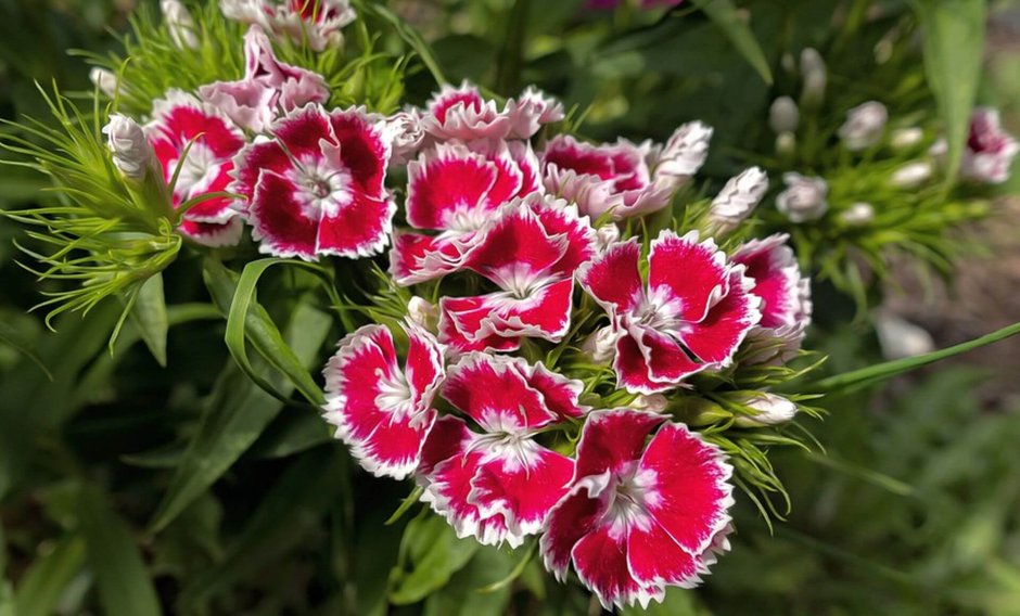 Гвоздика китайская (Dianthus chinensis l.)