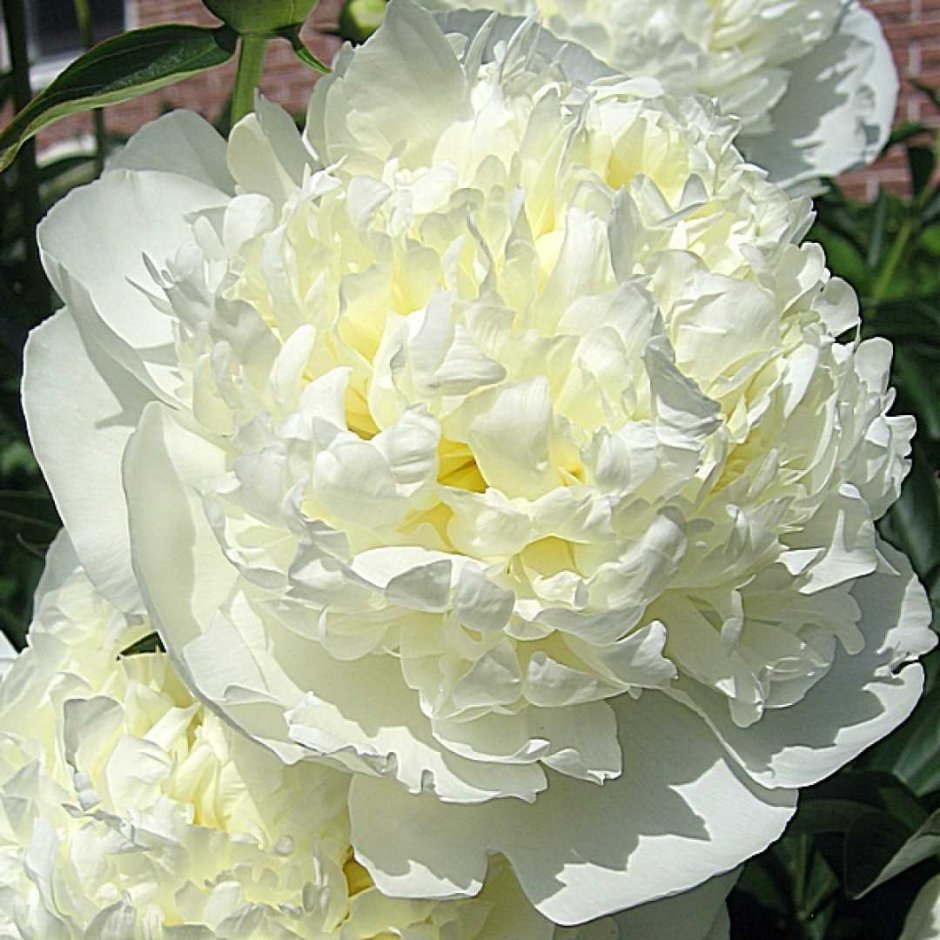 Пион молочноцветковый Duchesse de Nemours