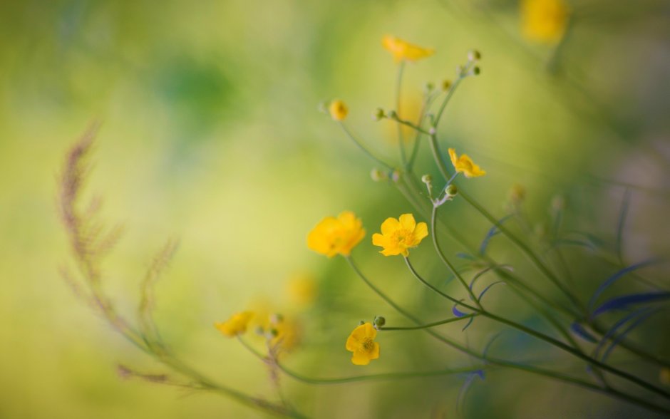 Желтые цветы на размытом фоне
