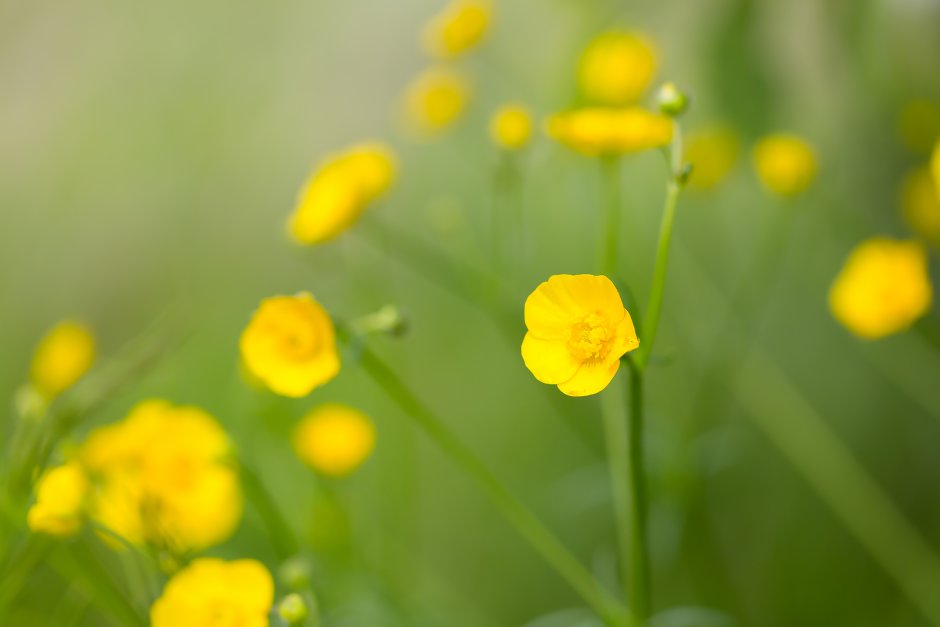 Желтые цветы лютики