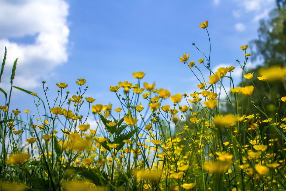Желтые летние полевые цветы
