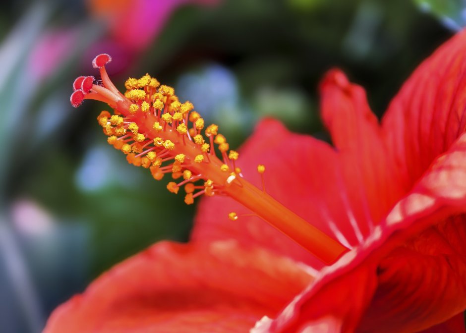 Красный цветок с желтым пестиком