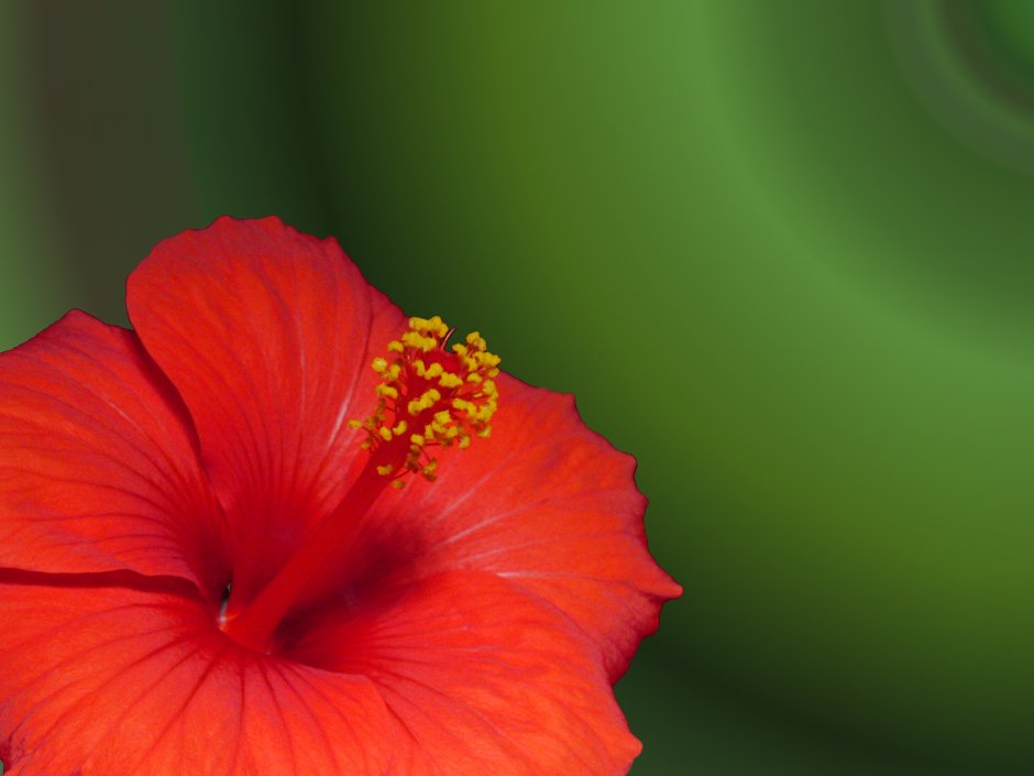 Гибискус цветы чашелистики