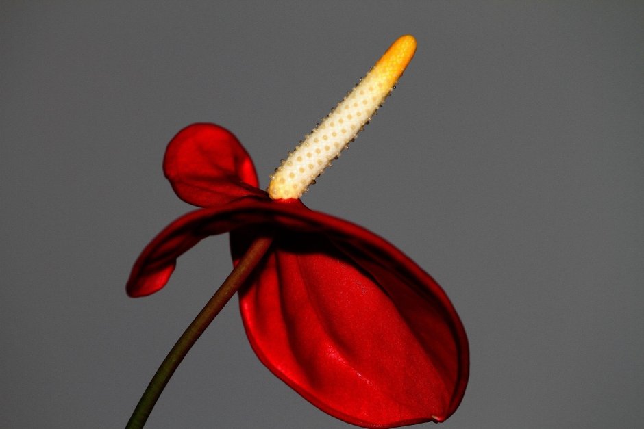 Красный цветок с пестиком