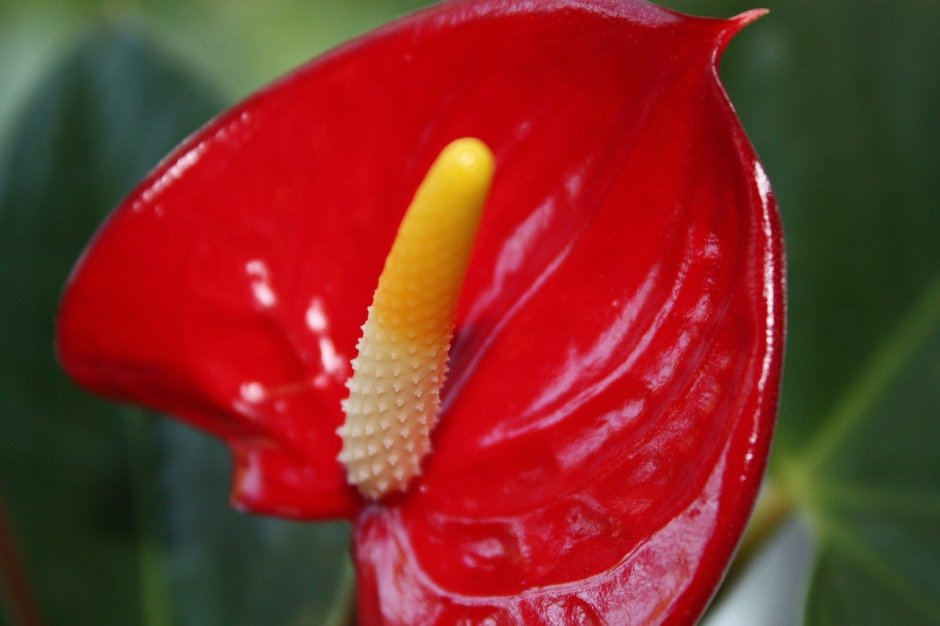 Цветок с красными цветами и желтой тычинкой