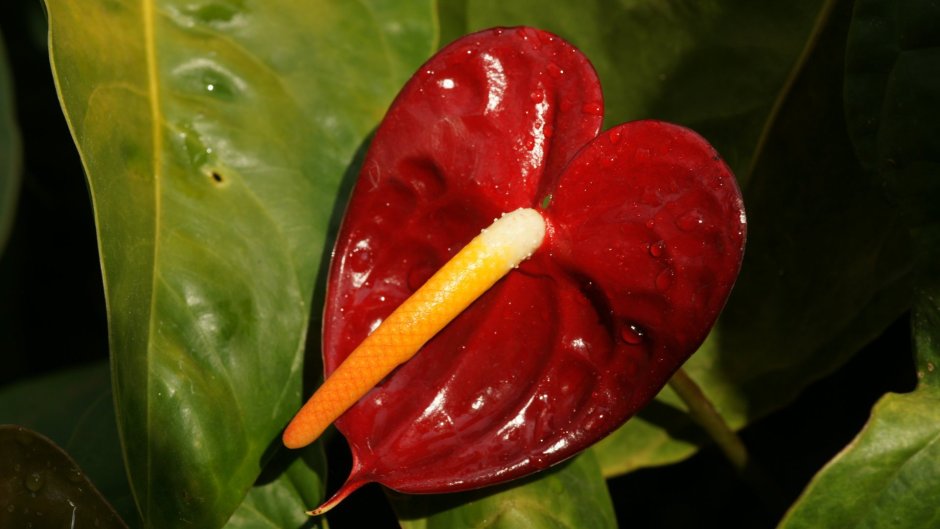 Красный цветок с желтым пестиком Антуриум