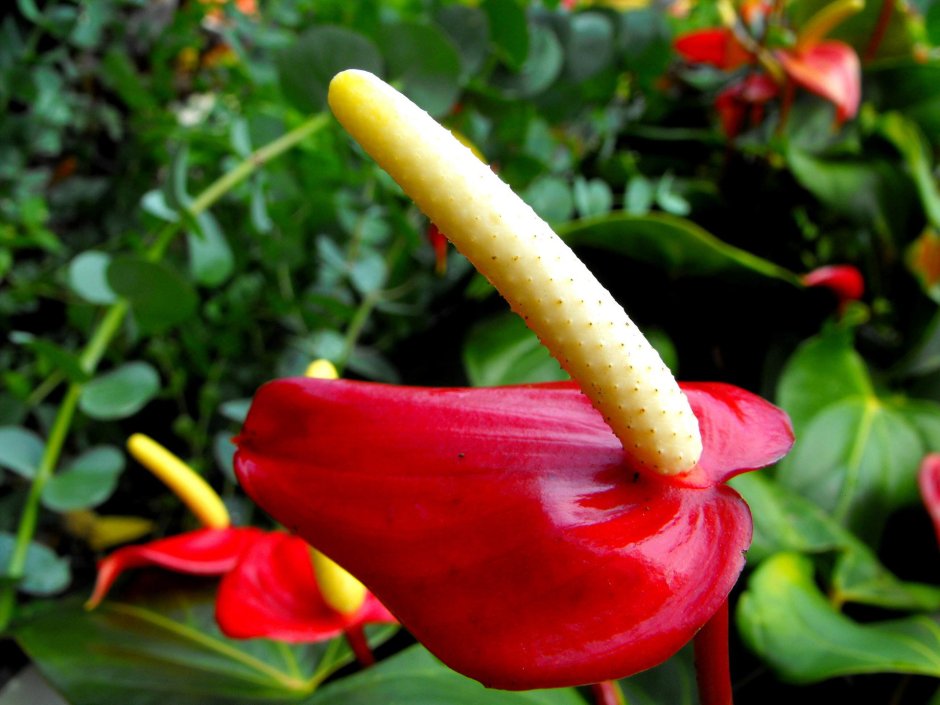 Комнатный цветок красный с желтой тычинкой