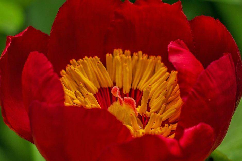 Тюльпан красный с желтой серединкой