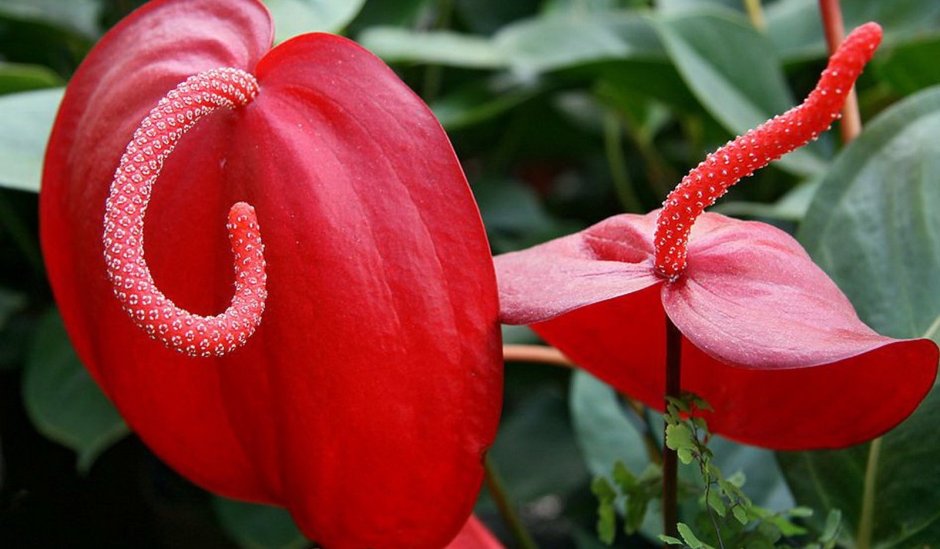 Красный лепестковый цветок
