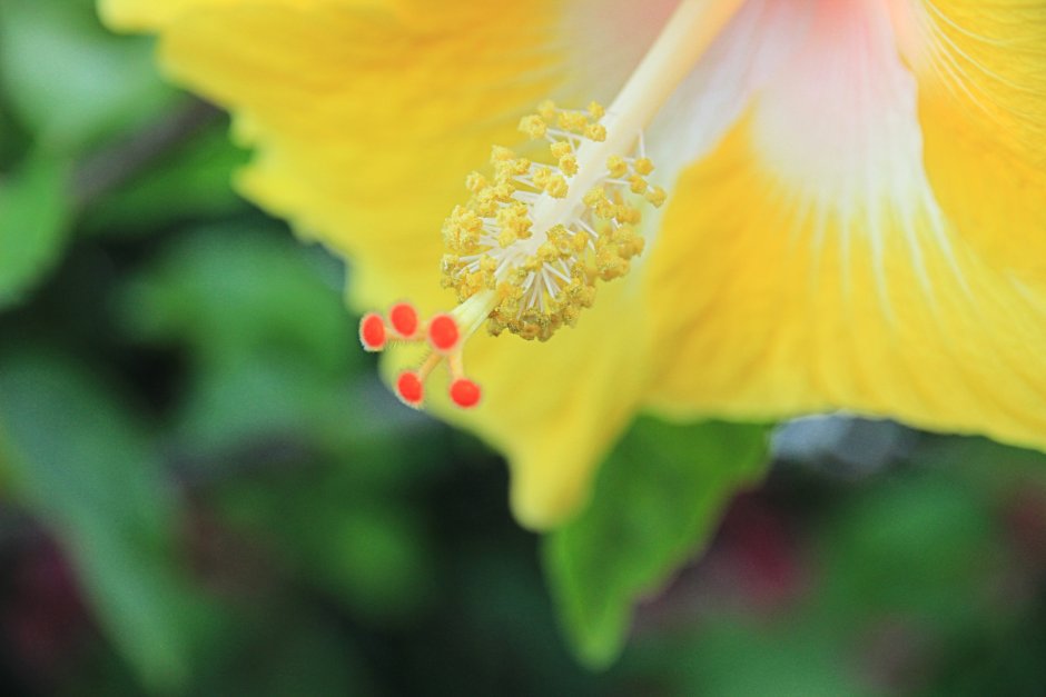 Красный цветок с желтым пестиком