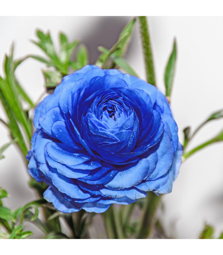 Синий лютик цветок