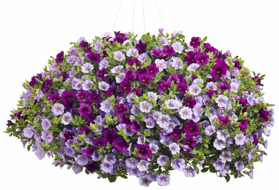 Lavender Bouquet калибрахоа