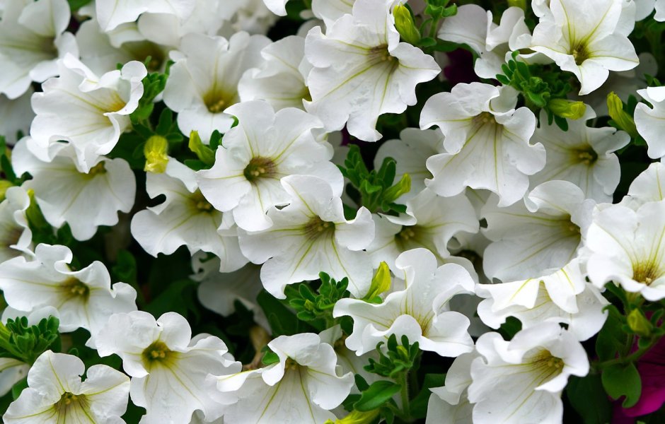 Петуния цветы белая клумба