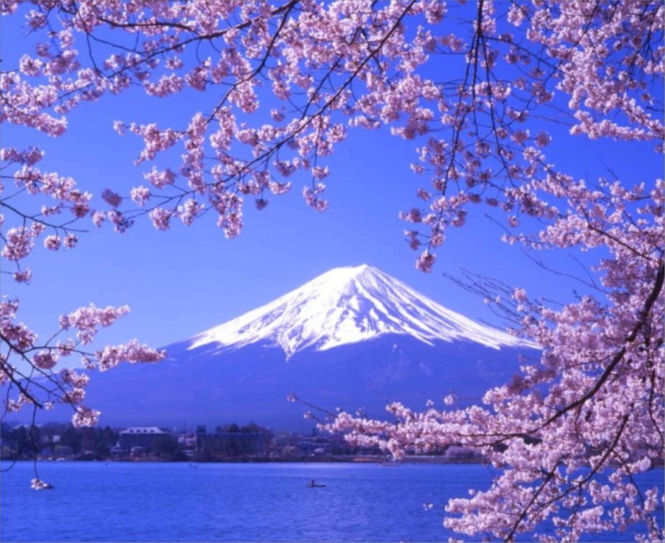Гора Фудзияма цветение Сакуры