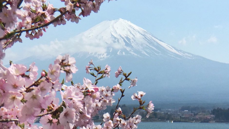 Гора Фудзияма и храм в Сакуре