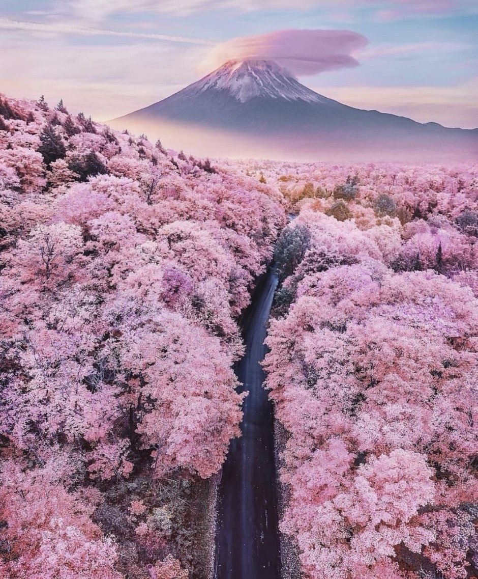 Япония гора Фудзияма и Сакура