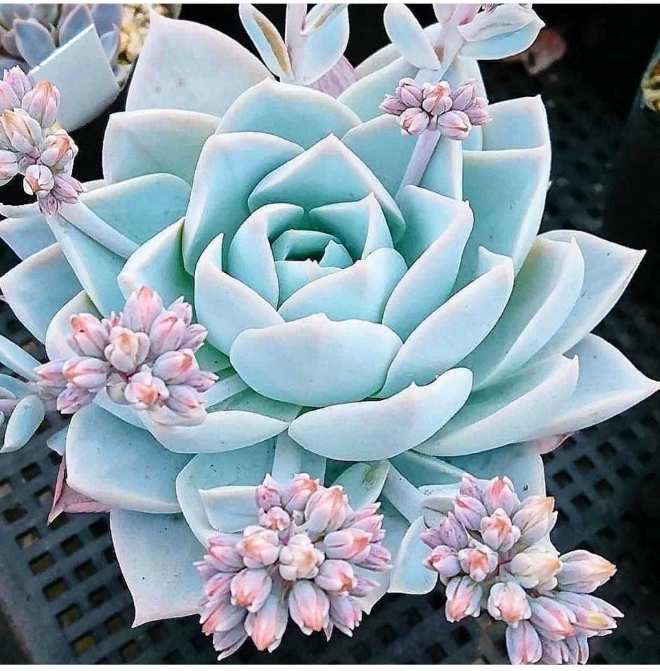 Суккулент эхеверия Echeveria