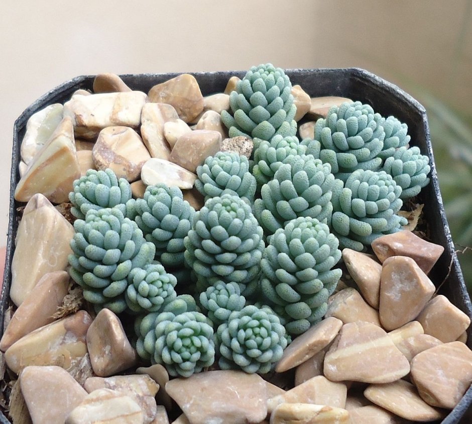 Sedum dasyphyllum Major