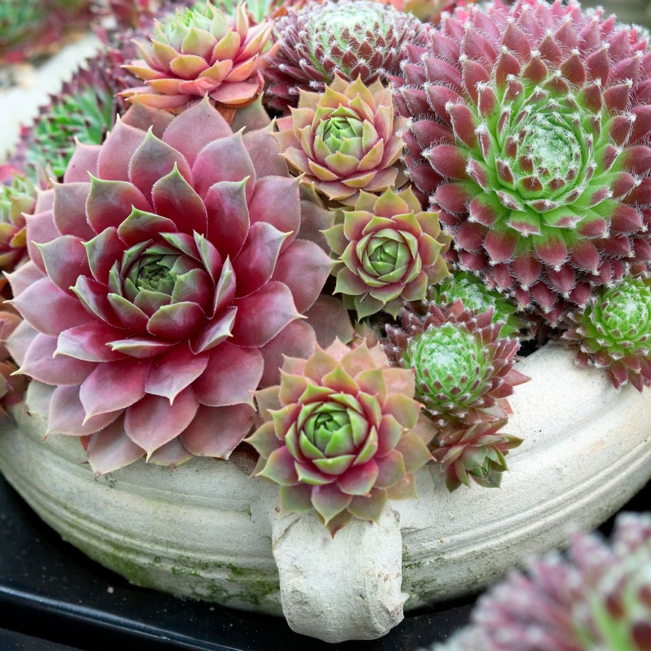 Молодило (Sempervivum)