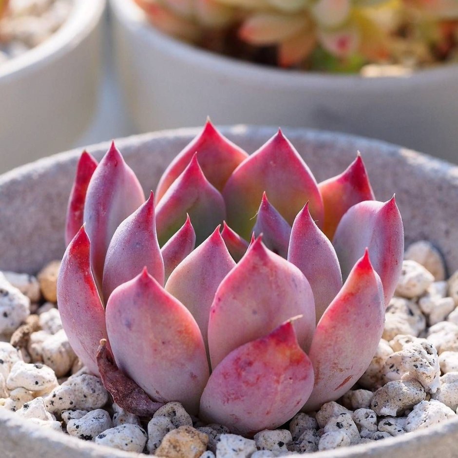 Суккулент эхеверия Echeveria