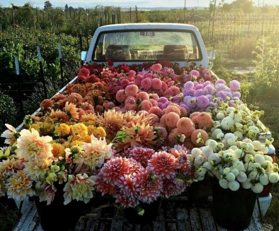 Цветы в салоне автомобиля
