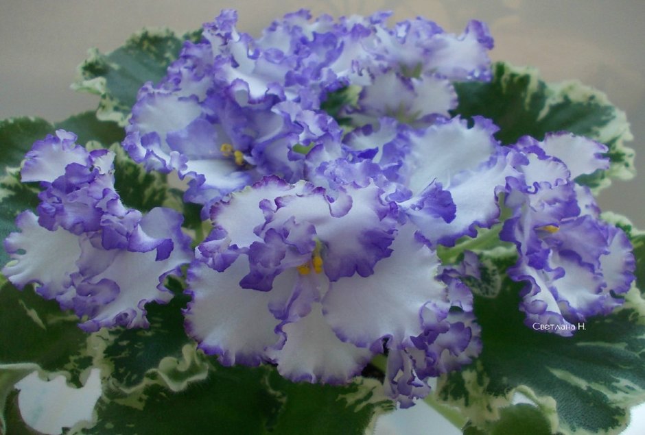 Сорт фиалки узамбарской фиолетовая