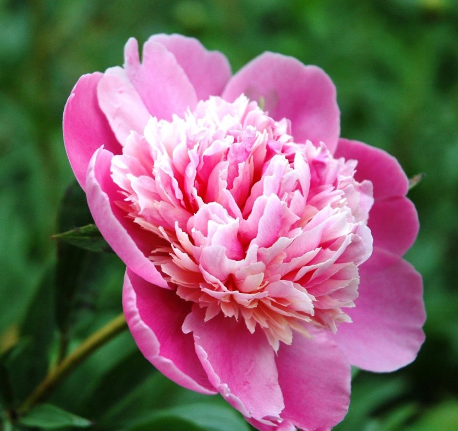 Paeonia Faithful Dream пион Фейтфул Дрим