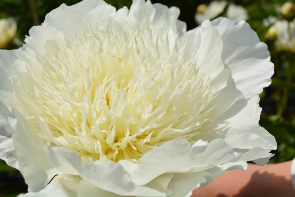 Peony Blossom, la