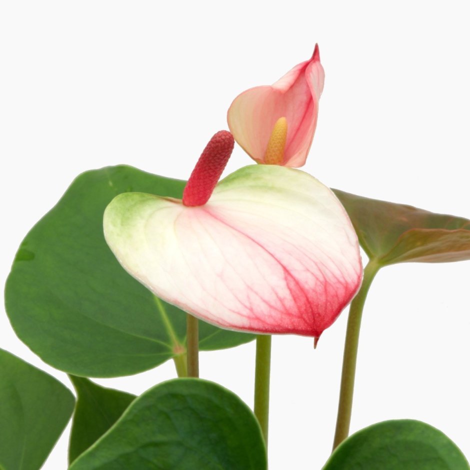 Zantedeschia aethiopica