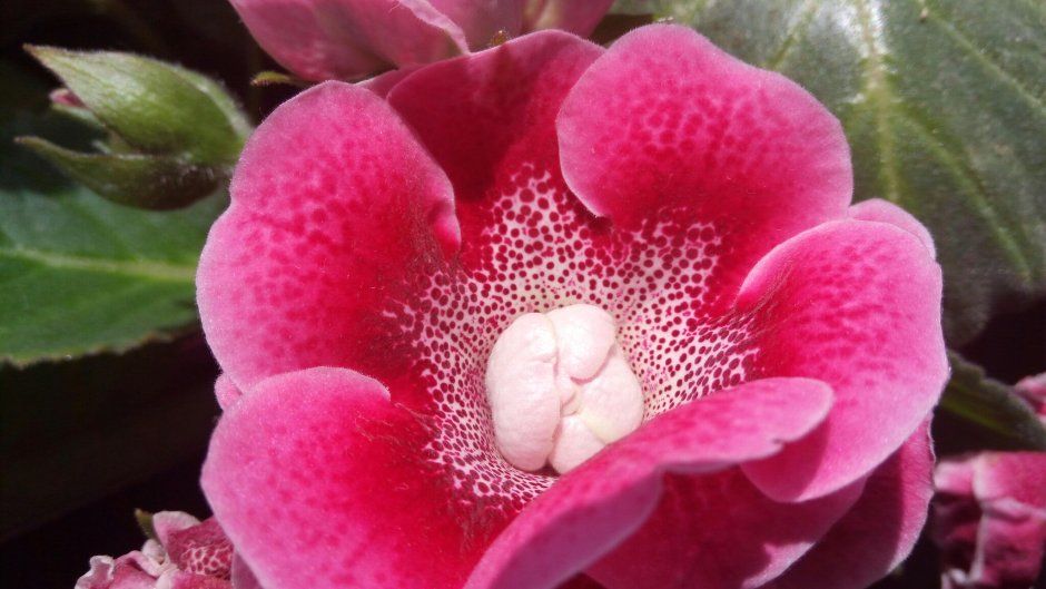 Глоксиния гавайская роза