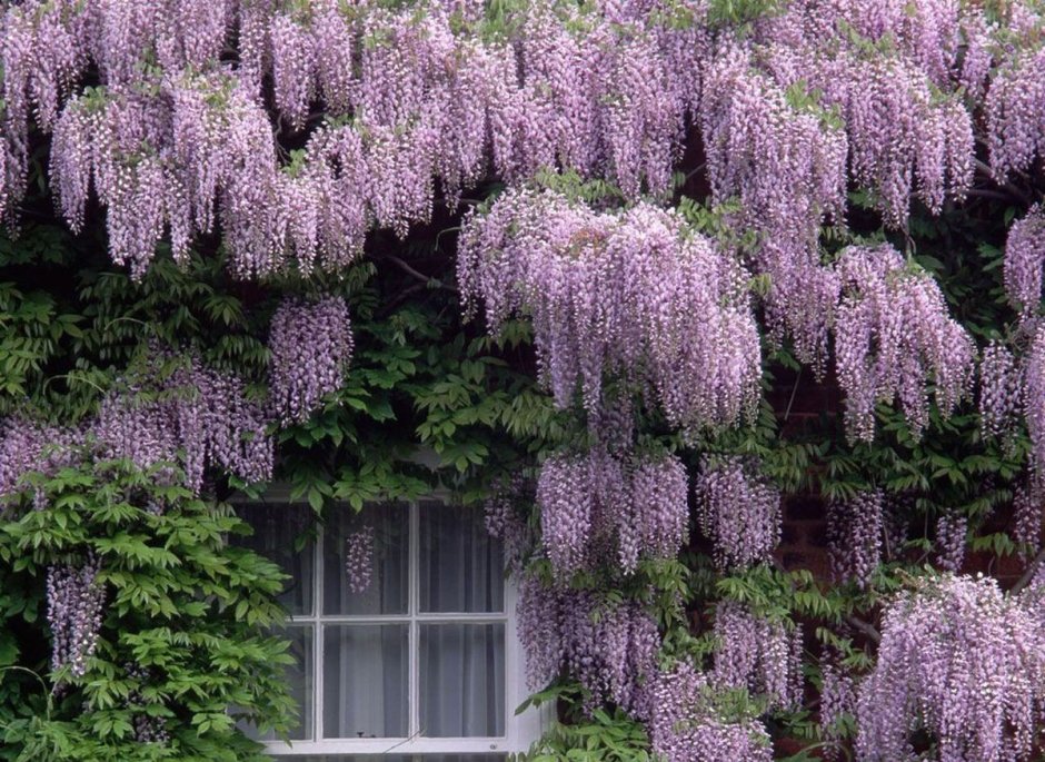 Wisteria sinensis Глициния китайская