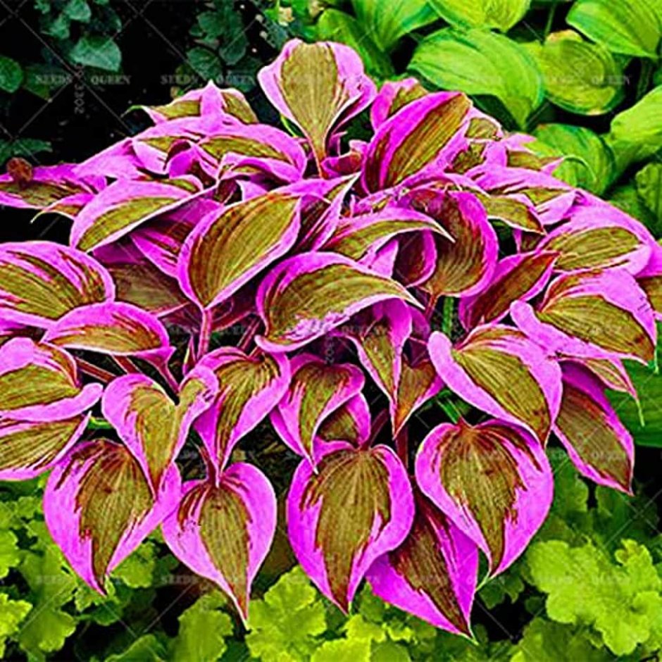 Хоста Red Hostas