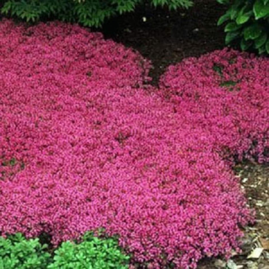 Тимьян ползучий (Thymus serpyllum 'Magic Carpet')