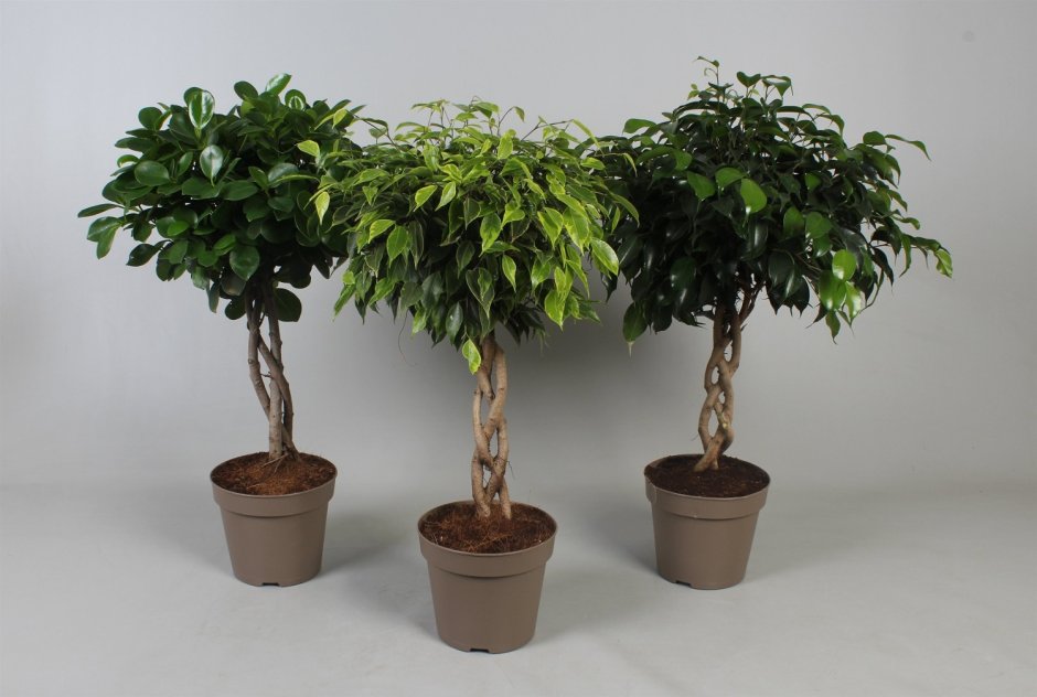 Ficus benjamina l. фикус Бенджамина