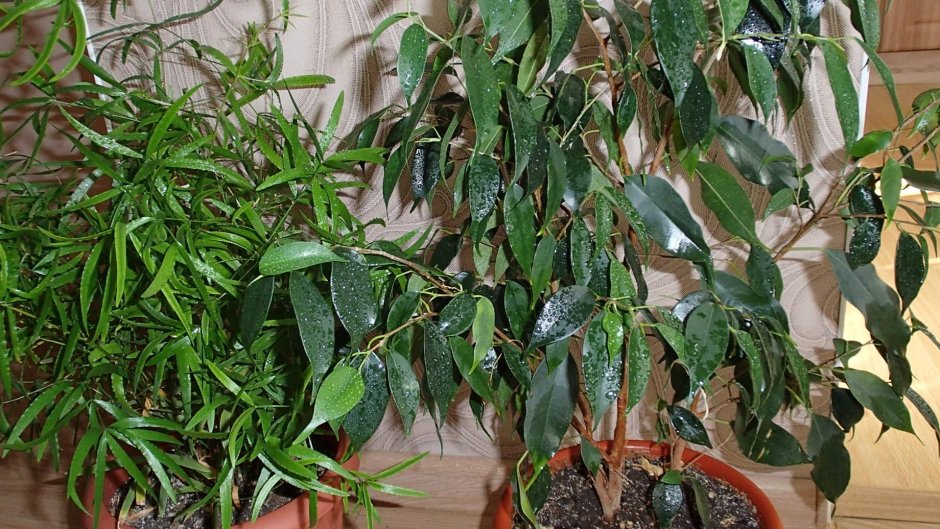 Фикус Бенджамина (Ficus benjamina)