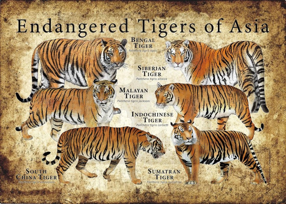 Тигр среда обитания природа