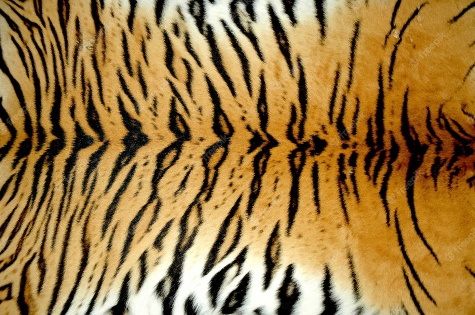 Размеры и вес бенгальского тигра