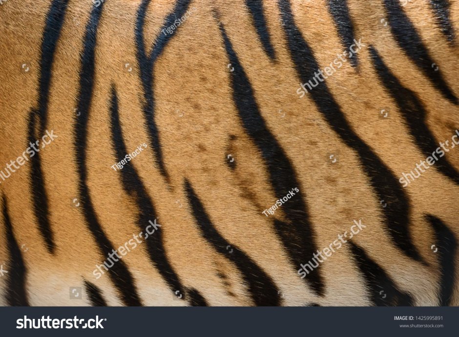 Тигр шкура фактура