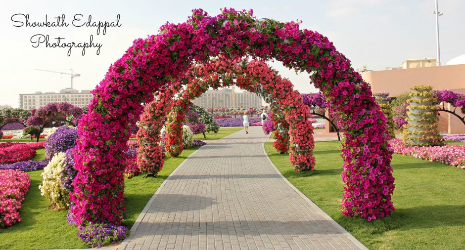 Цветочная арка с петуниями