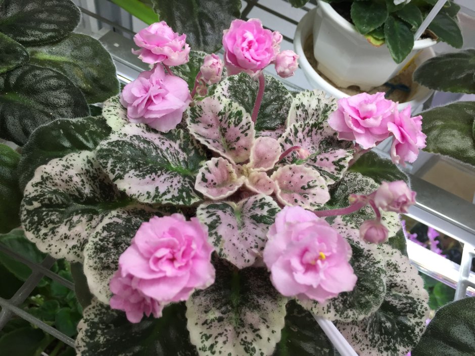 Сорт фиалки Rose Bouquet