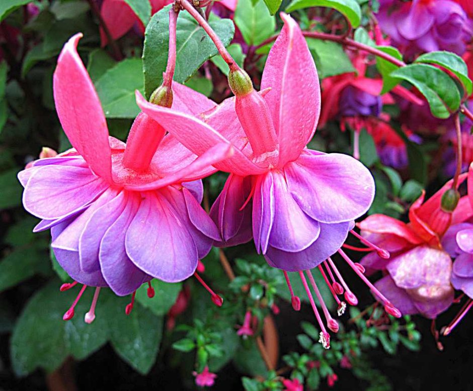 Фуксия гибридная Fuchsia hybrida