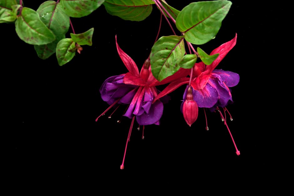 Fuchsia gracilis