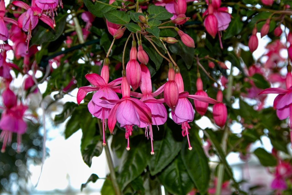 Фуксия Fuchsia